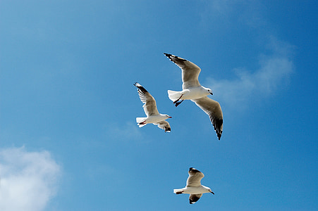 00af7c4a07adba71d84e059be8cbf3ed_seagulls-gulls-sky-blue-thumb.jpg